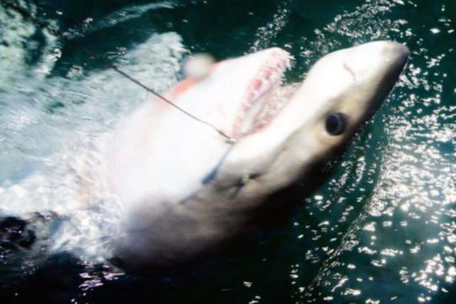 Photo of a shark in the Rockaways courtesy of DNAinfo